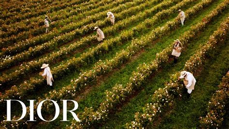 dior flower garden|dior rose garden.